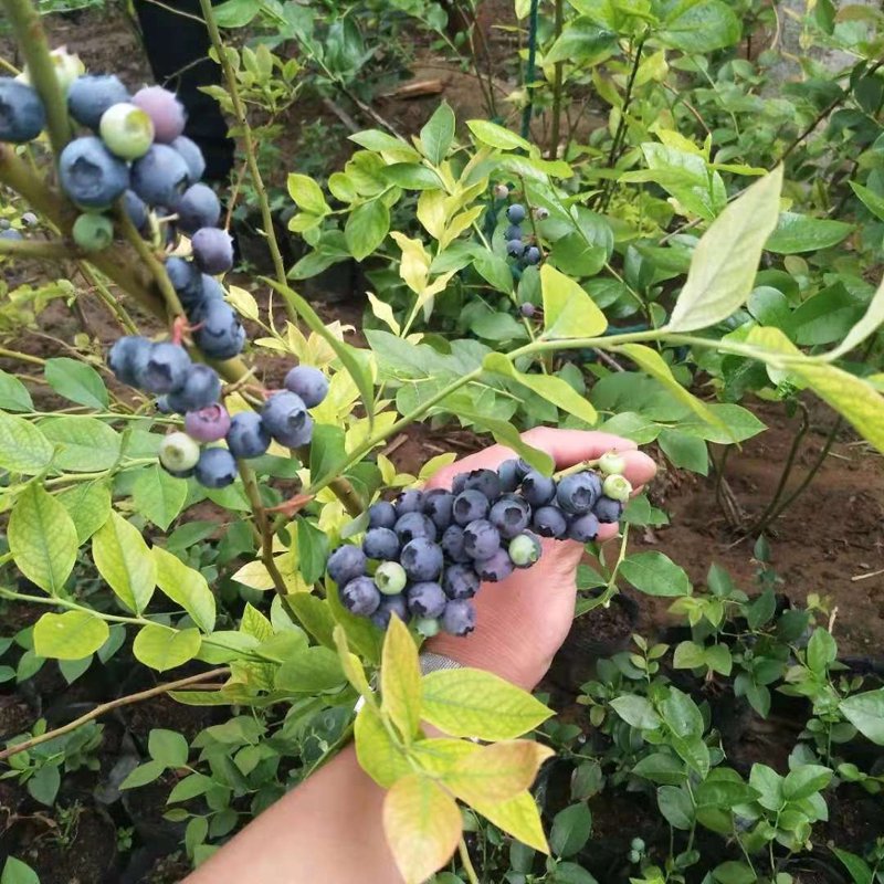 蓝莓苗批发价格